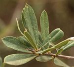 Boscia angustifolia var. corymbosa