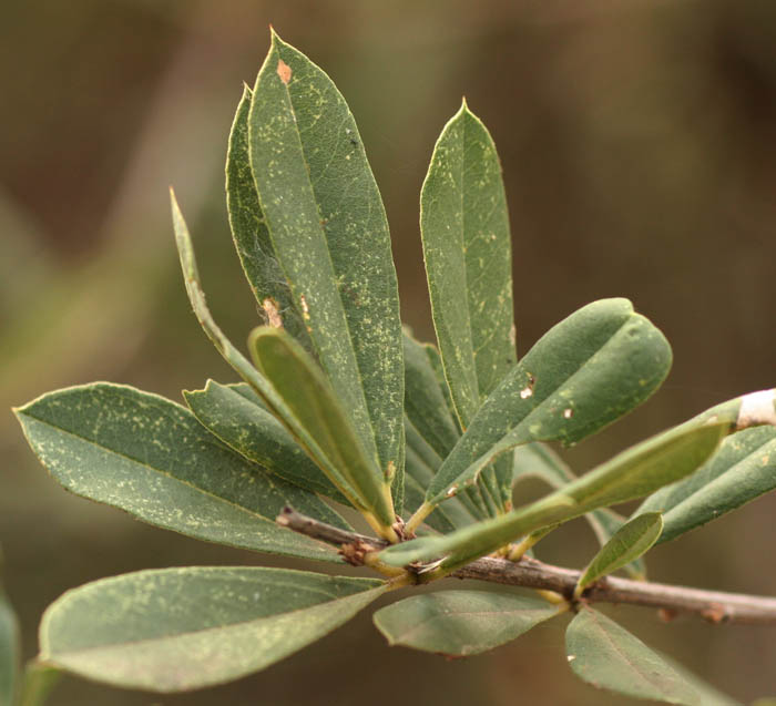 Boscia angustifolia var. corymbosa