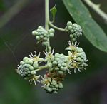Boscia angustifolia var. corymbosa