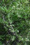 Boscia angustifolia var. corymbosa