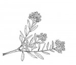 Boscia angustifolia var. corymbosa