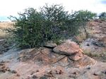 Boscia foetida subsp. rehmanniana
