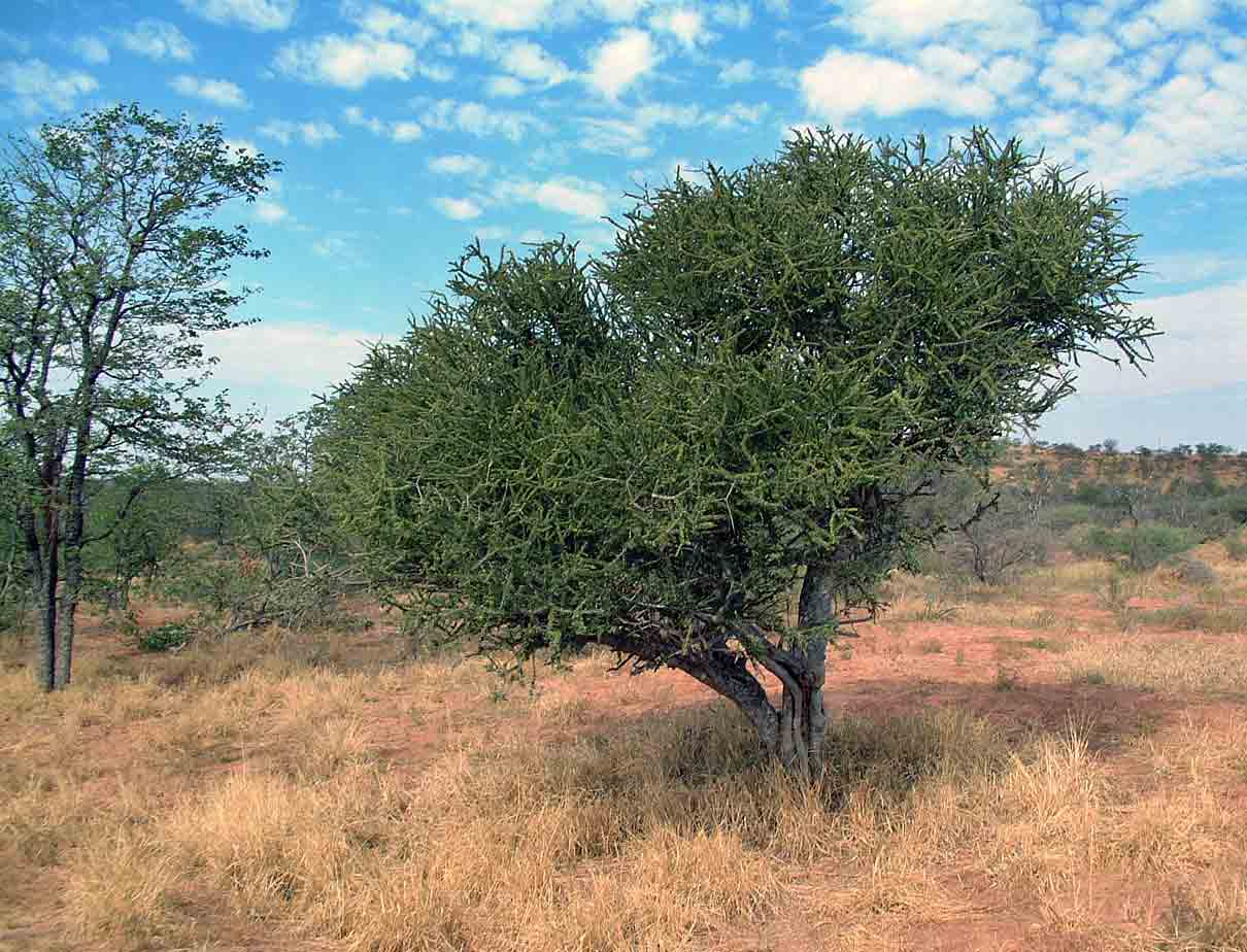 Boscia foetida subsp. rehmanniana