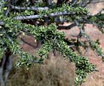 Boscia foetida subsp. rehmanniana
