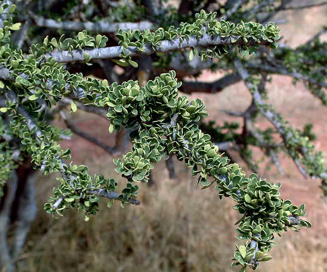 Boscia foetida subsp. rehmanniana