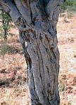 Boscia foetida subsp. rehmanniana