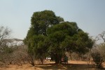 Boscia foetida subsp. rehmanniana