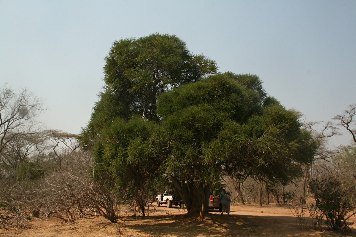 Boscia foetida subsp. rehmanniana