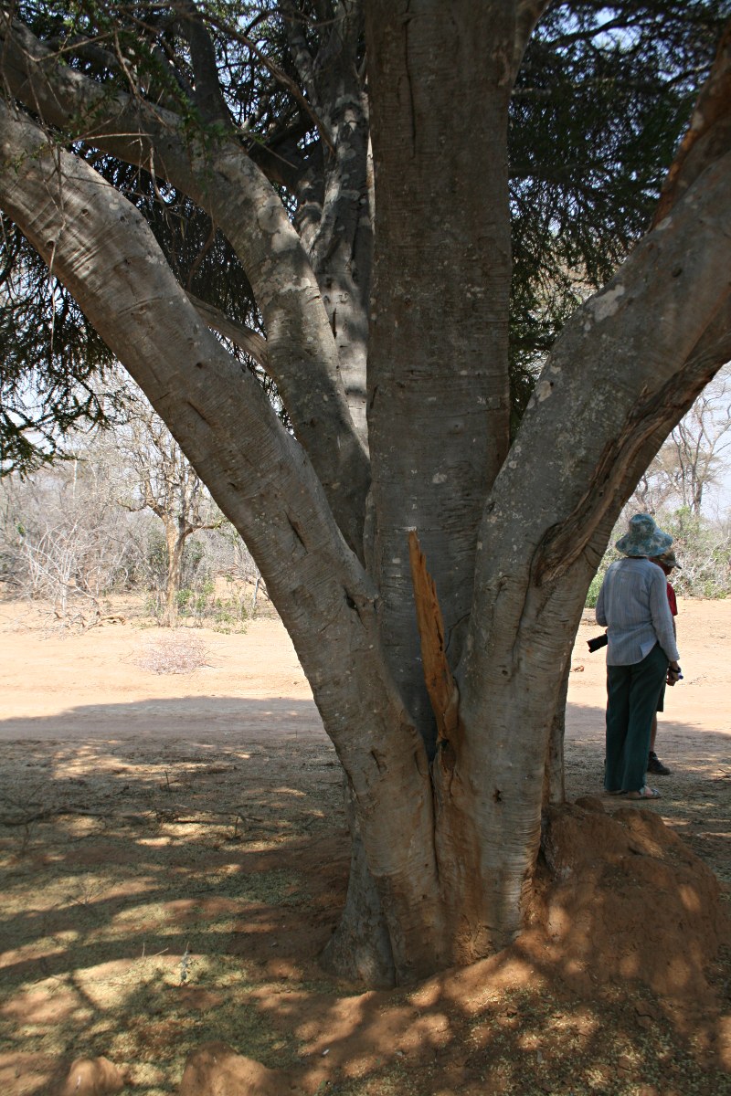Boscia foetida subsp. rehmanniana