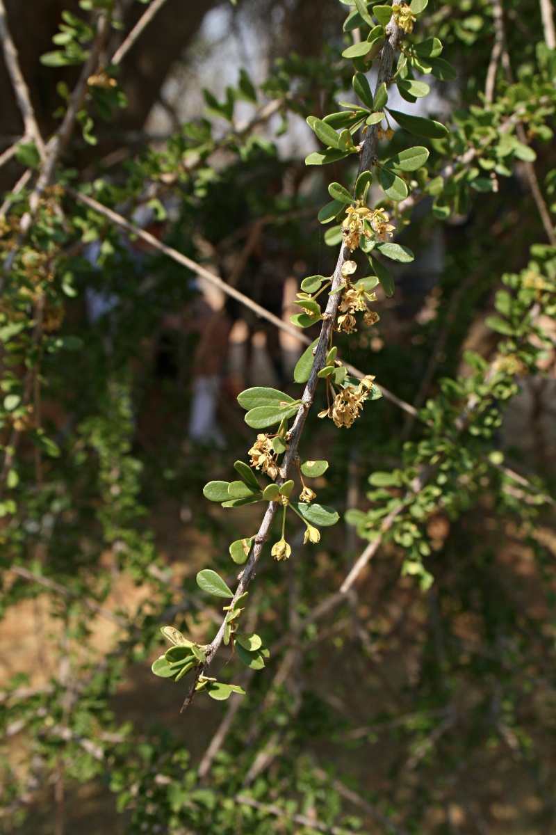 Boscia foetida subsp. rehmanniana