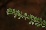 Boscia foetida subsp. rehmanniana