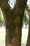 Boscia salicifolia