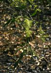 Boscia salicifolia