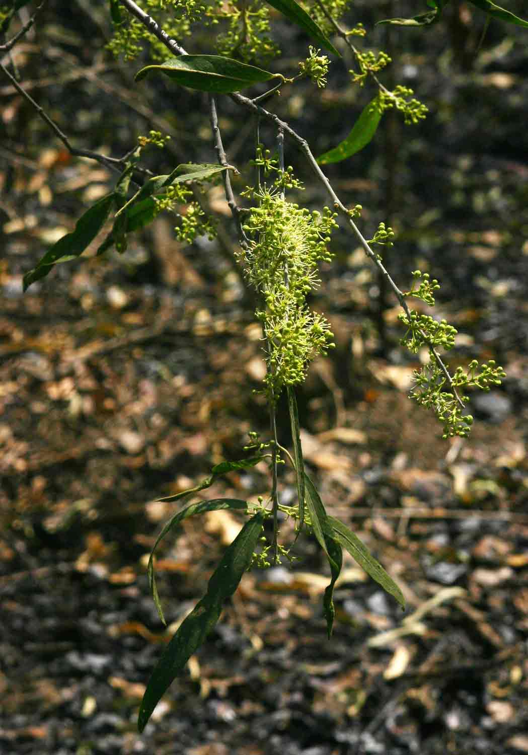 Boscia salicifolia