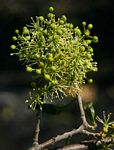 Boscia salicifolia