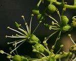 Boscia salicifolia