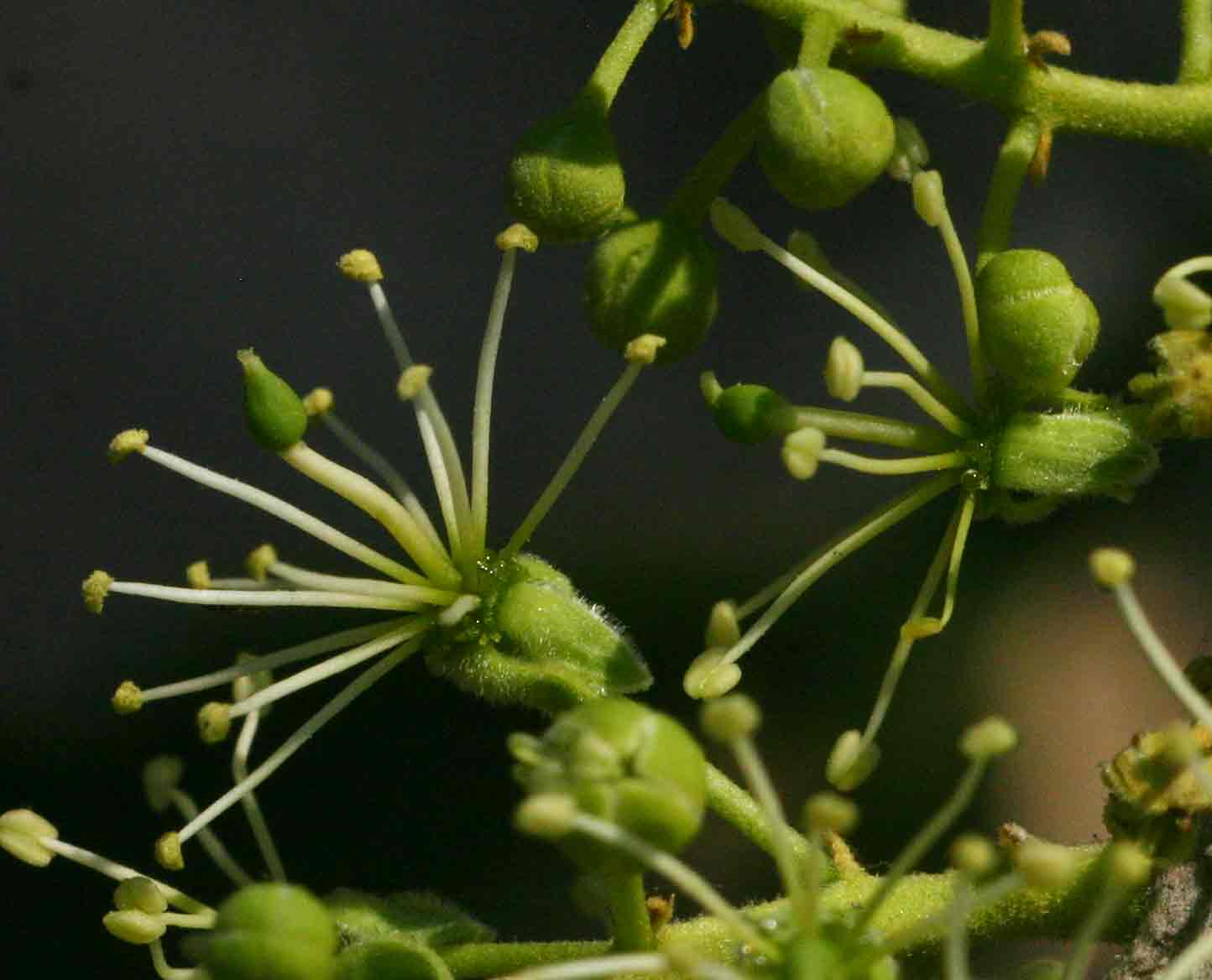 Boscia salicifolia