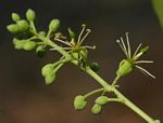 Boscia salicifolia