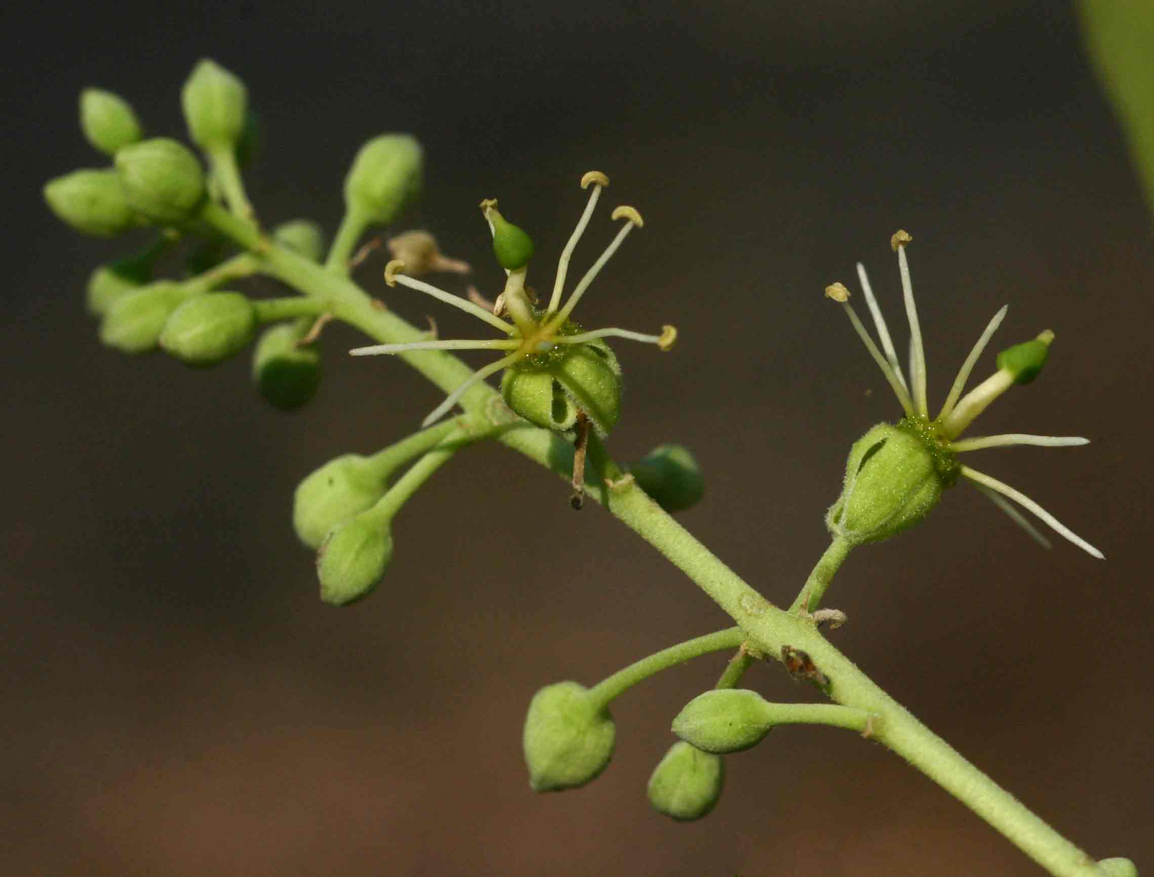 Boscia salicifolia