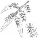 Boscia salicifolia