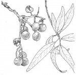 Boscia salicifolia