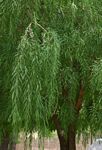 Boscia salicifolia