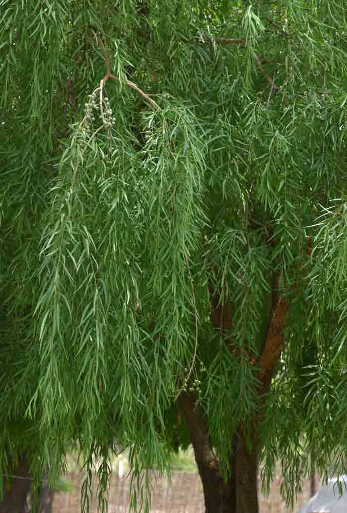 Boscia salicifolia
