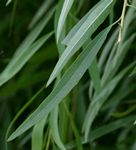 Boscia salicifolia
