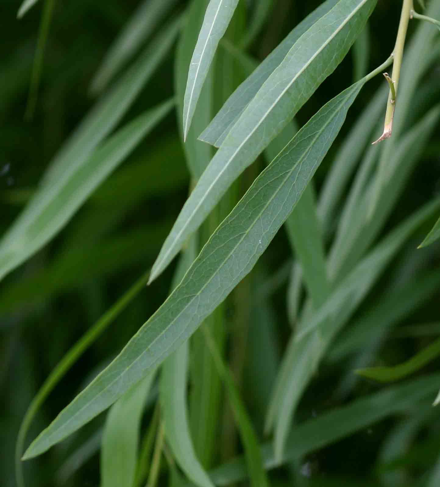Boscia salicifolia