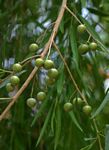 Boscia salicifolia