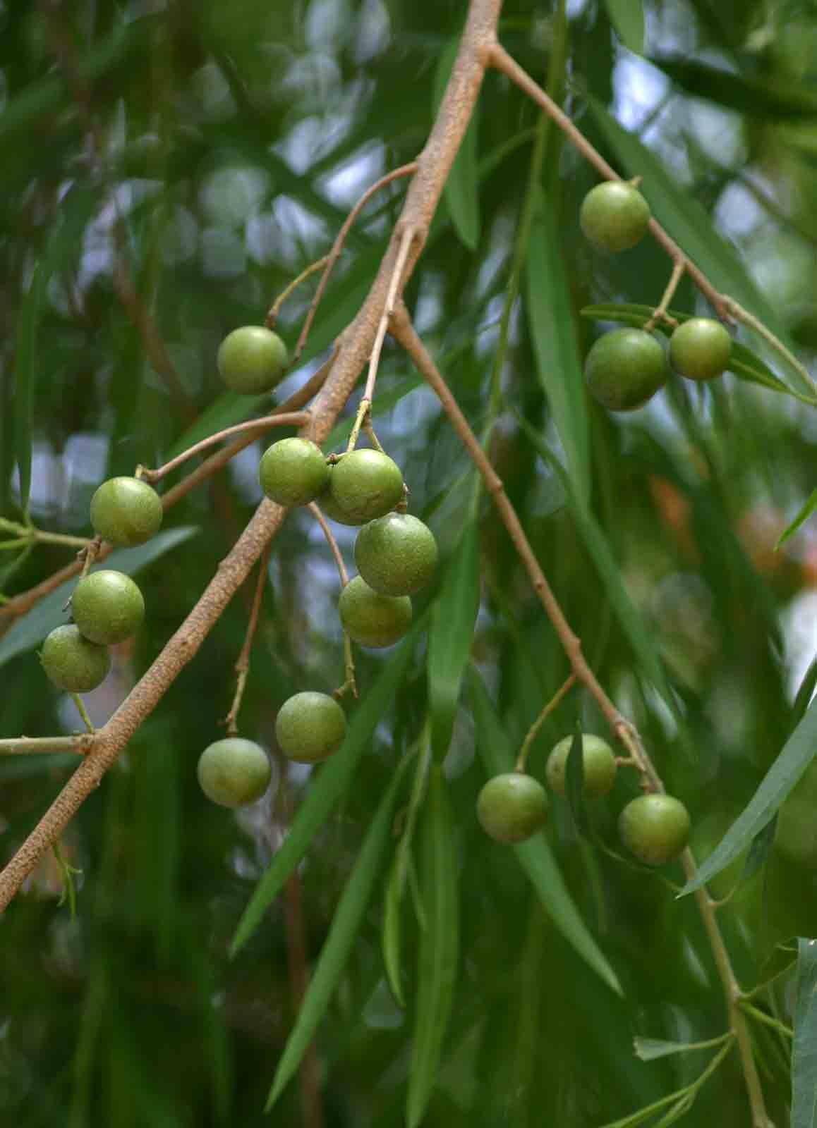 Boscia salicifolia