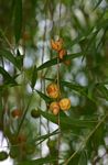 Boscia salicifolia