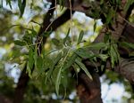 Boscia salicifolia