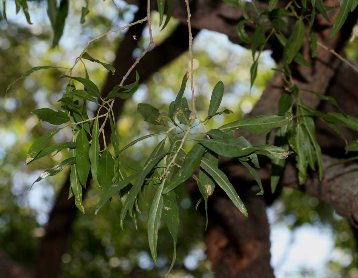 Boscia salicifolia
