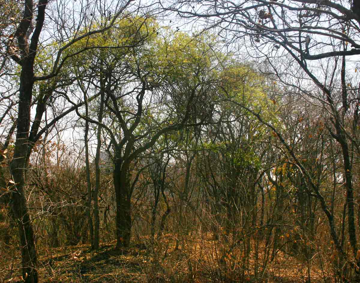 Boscia salicifolia