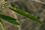 Boscia salicifolia
