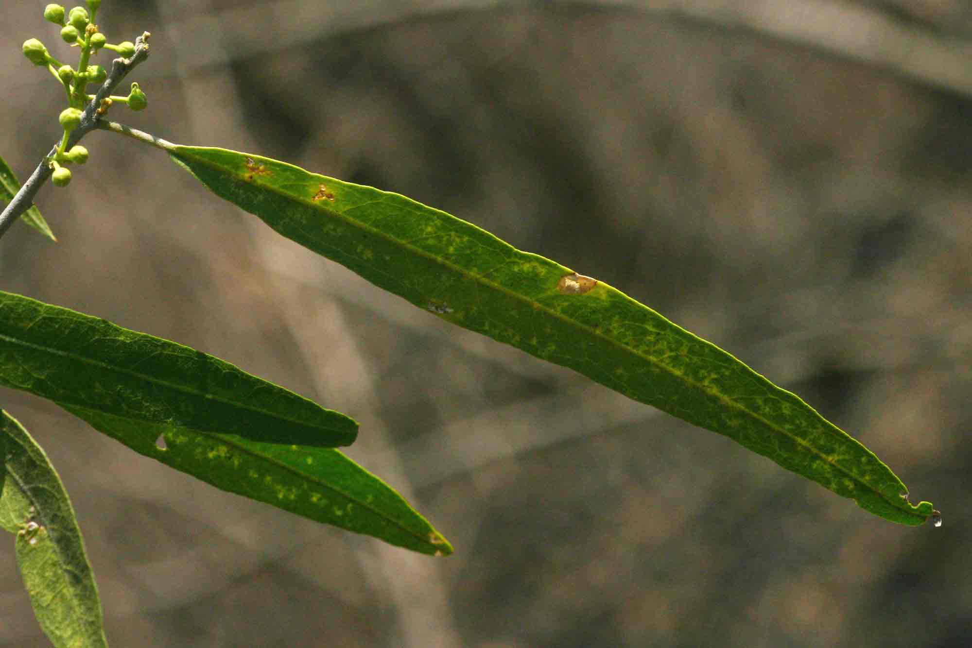 Boscia salicifolia