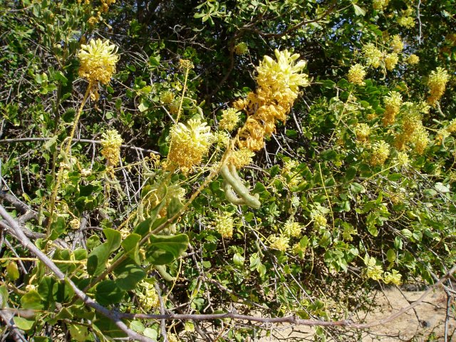 Cadaba kirkii