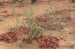 Cadaba termitaria