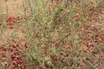 Cadaba termitaria