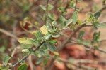 Cadaba termitaria