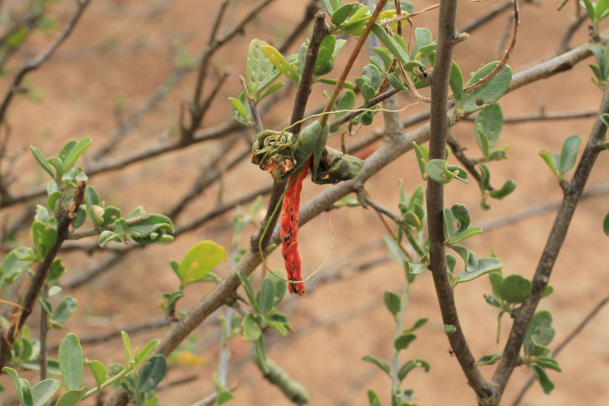 Cadaba termitaria