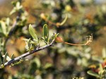 Cadaba termitaria