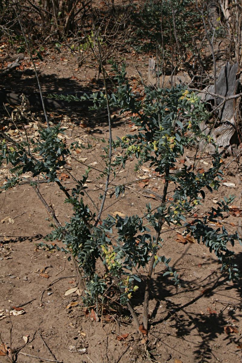 Maerua edulis