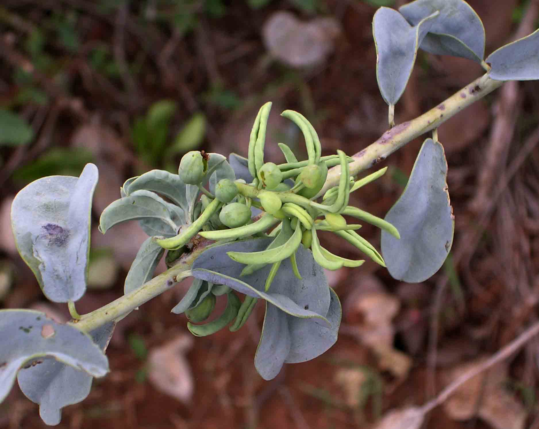 Maerua edulis