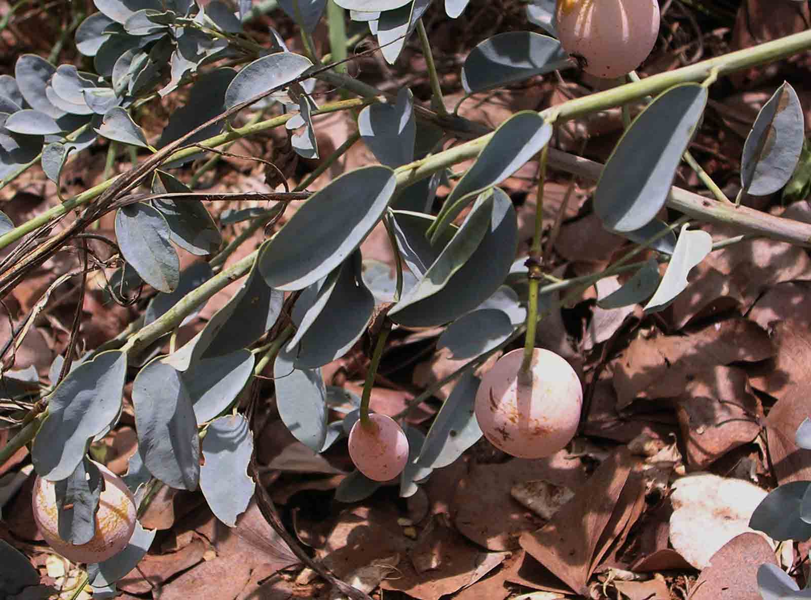 Maerua edulis