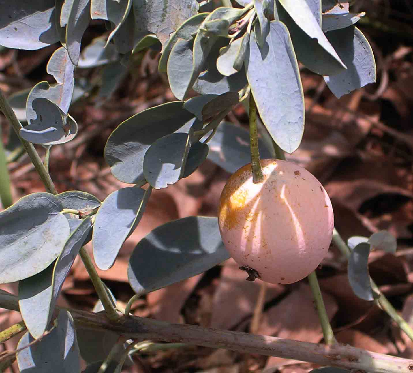 Maerua edulis