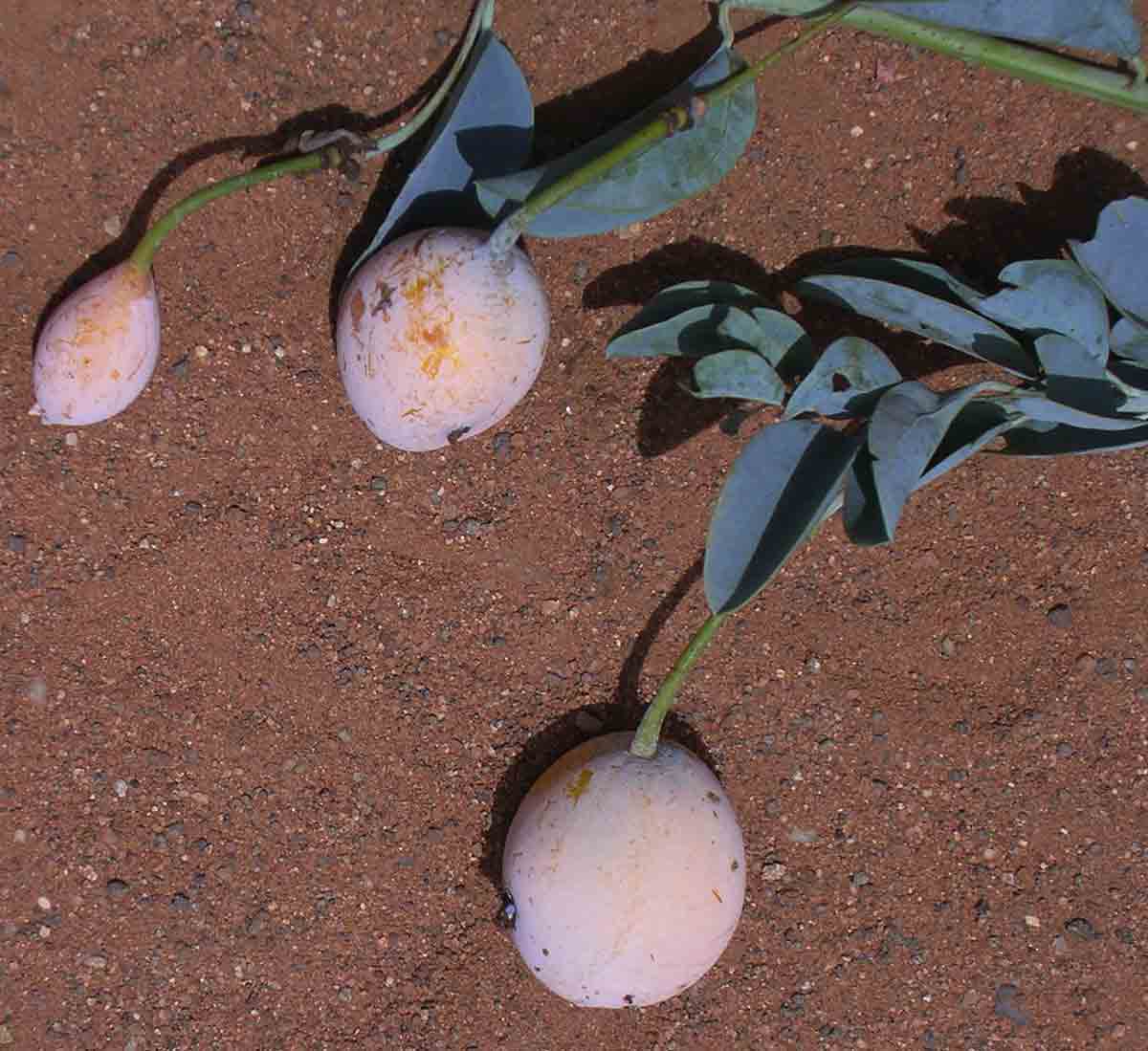 Maerua edulis