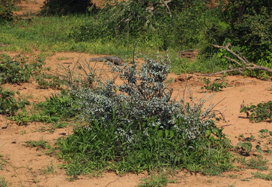 Maerua edulis