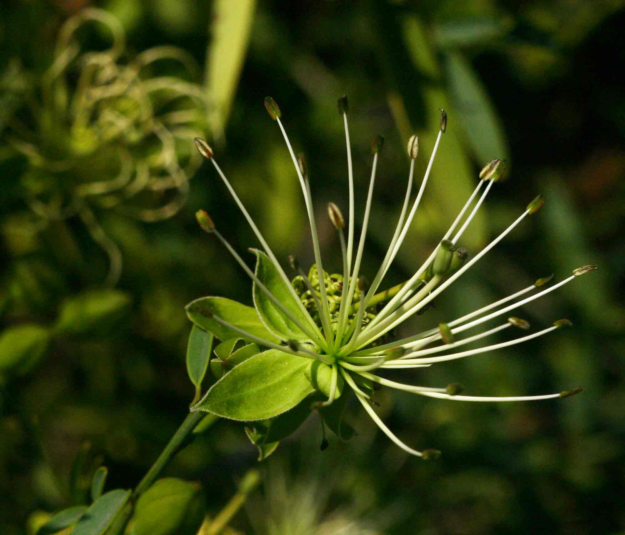 Maerua juncea subsp. juncea